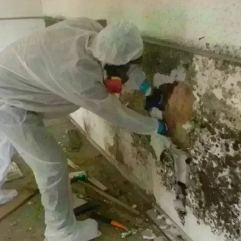 Mold Remediation and Removal in Sandy, UT